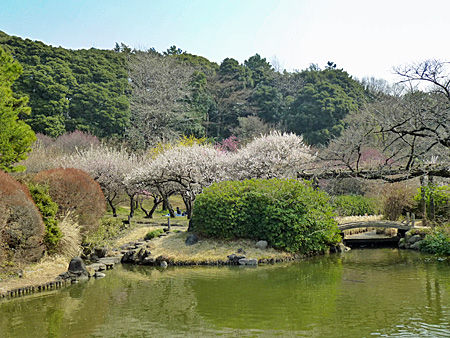 小石川植物園
