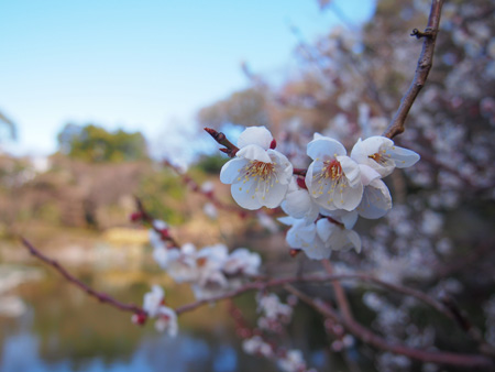 皇居の梅