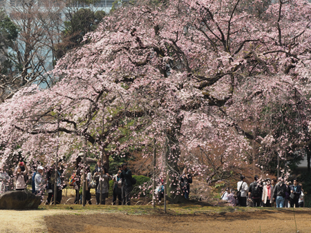 枝垂れ桜