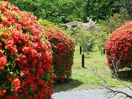 小石川植物園