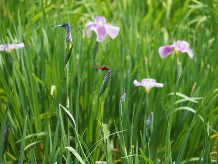 花菖蒲