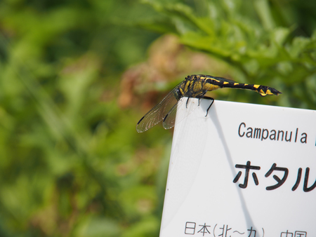 ウチワヤンマ