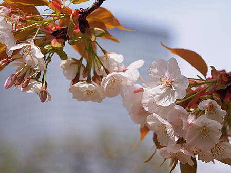 葉桜