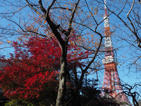 増上寺のモミジと東京タワー