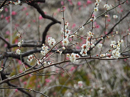 京王百草園