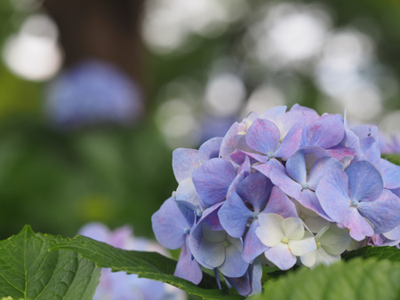 紫陽花