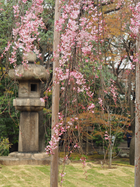 灯籠と桜