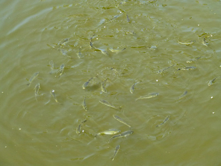 小魚