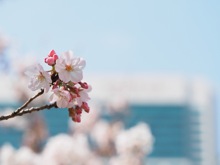 桜