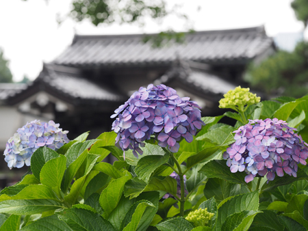 紫陽花