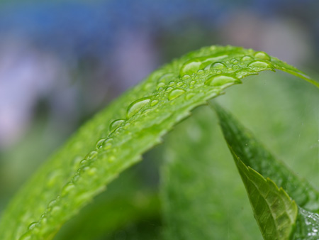 紫陽花