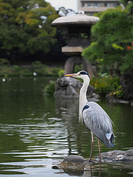アオサギ
