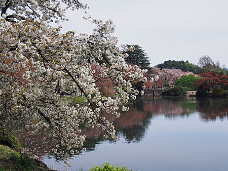 中の池