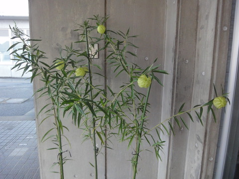 DSC06491