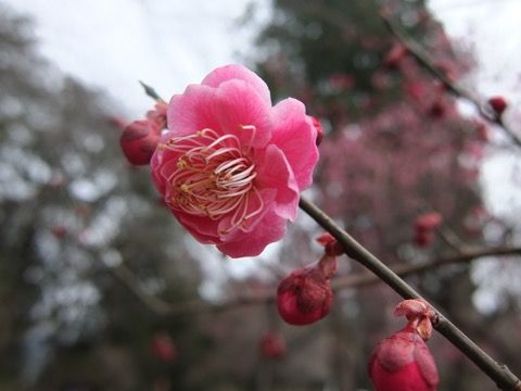 th_DSCF4870