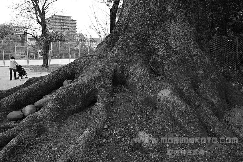 140413熱田区高蔵公園1