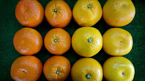 いよかん』と『はっさく』の違いは何だろう？ : 八百小の四代目 愛知県あま市の八百屋やおこ