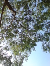 0530187b.jpg