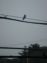 �ƥ鹩ˡ