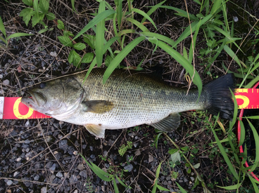 bass2