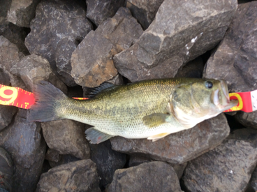 bass1