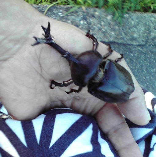 kabuto