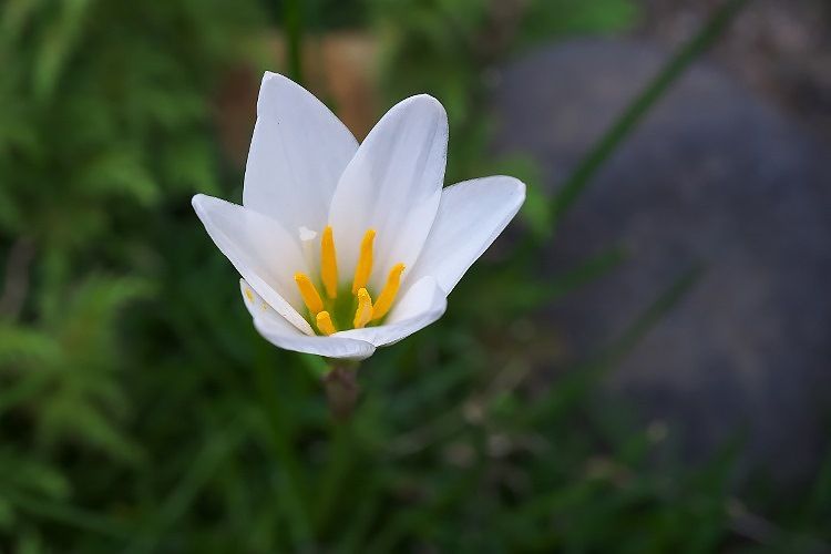 004_1 (750x500)