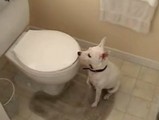 トイレの水バッシャバシャわんこ