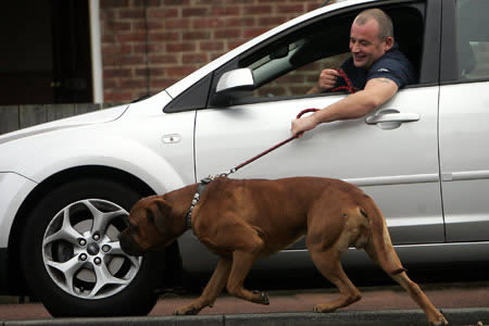 a97183_g121_2-walking-dog