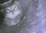 パイプに詰まったネコちゃんをバキュームで救助