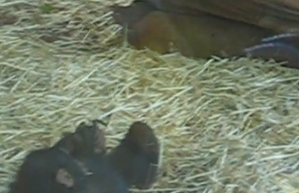 <b>チンパンジー</b>がカエルをする動画:ビタミンDX