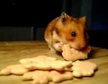 �ӥ����åȤ�ͤ���ߤޤ����ϥॹ������