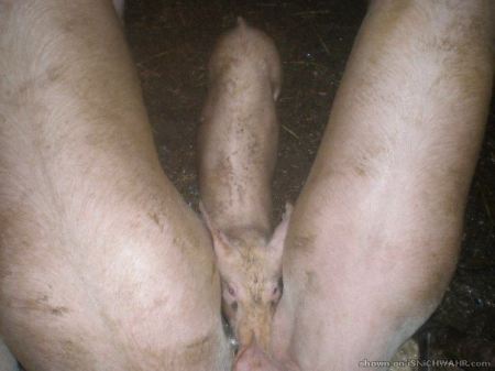 swweeeetpig