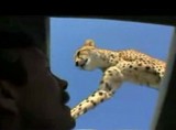 サンルーフをトイレと勘違いしたチーター