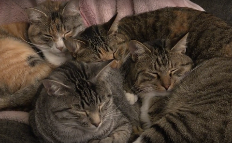 くっついて寝る猫