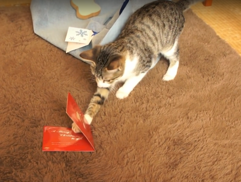 クリスマスソングを嫌う猫