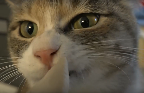 ささみ大好き猫