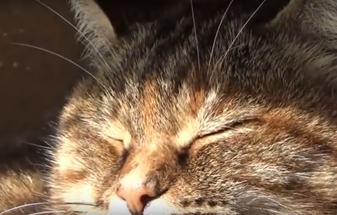 冬の朝の猫
