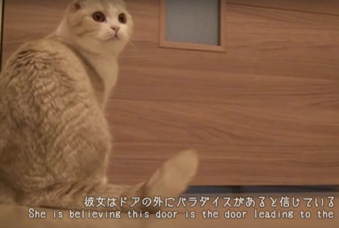 スコティッシュホールド パラダイス