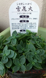 20121118 ¥·¥³¥¿¥ó¥Ï¥³¥Ù