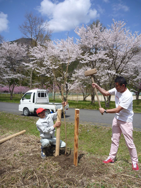 sakura0