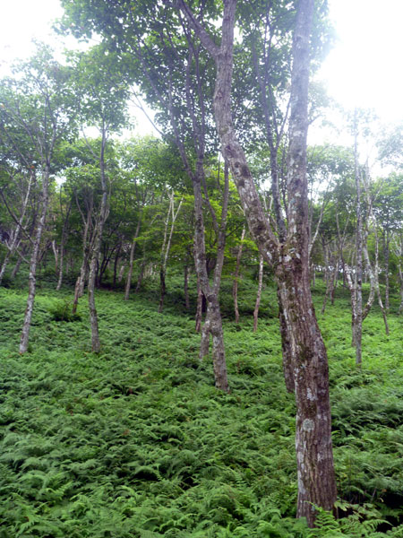 ajee6