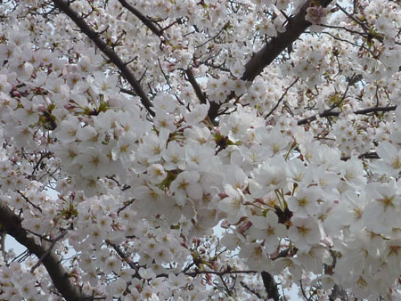 makino8