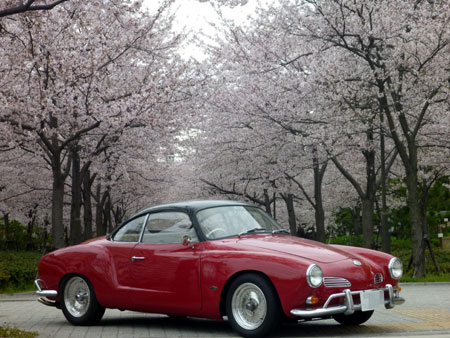 sakura1