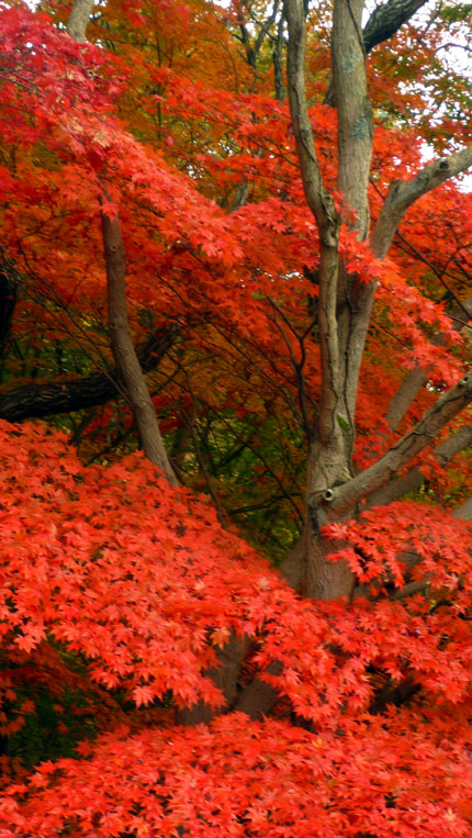 curry-momiji