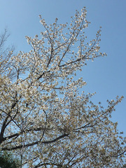 sakura