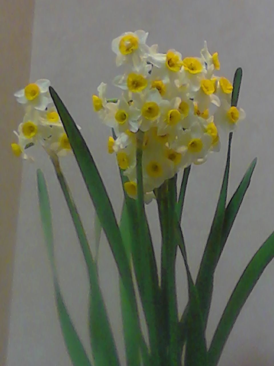 suisen