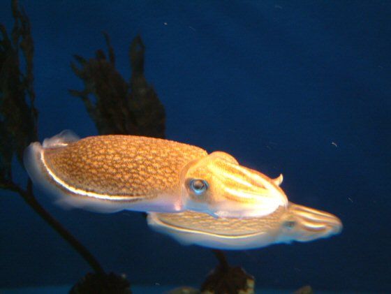 aquas20030510_0002