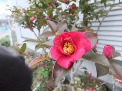 DSCF6917