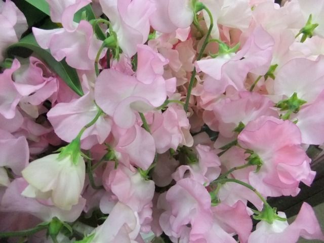 DSCF6863